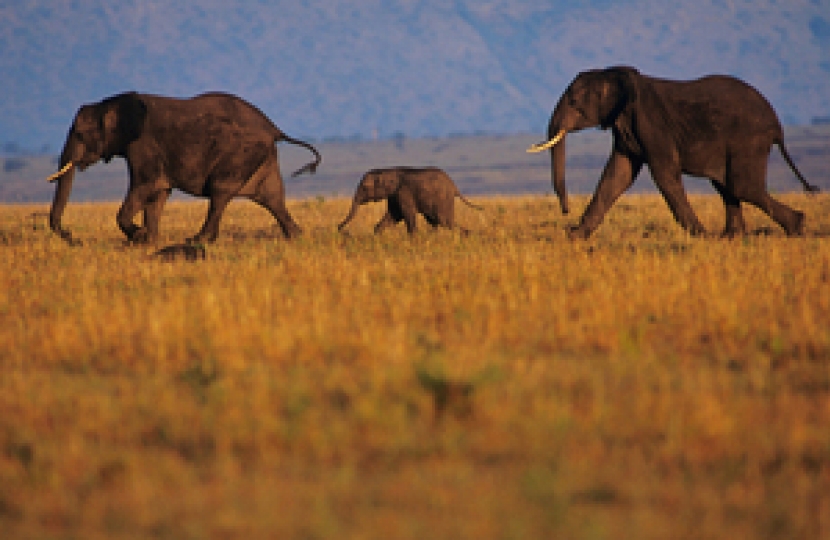 Robert Goodwill welcomes ban on ivory sales