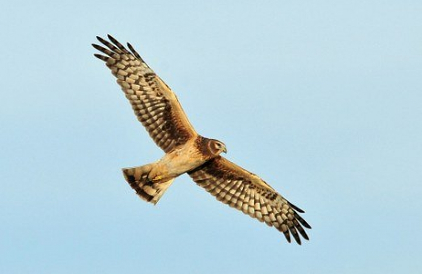 protection of birds of prey