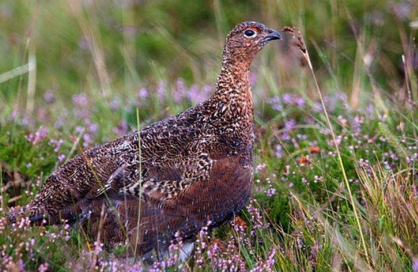 Grouse Shooting