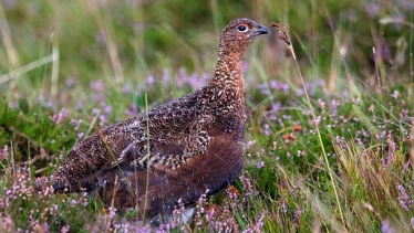 Grouse Shooting